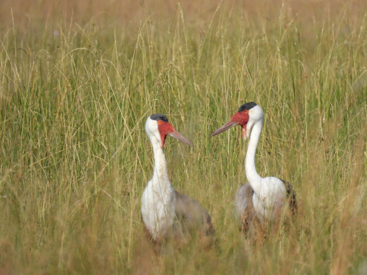 Wattled Crane - ML638031262