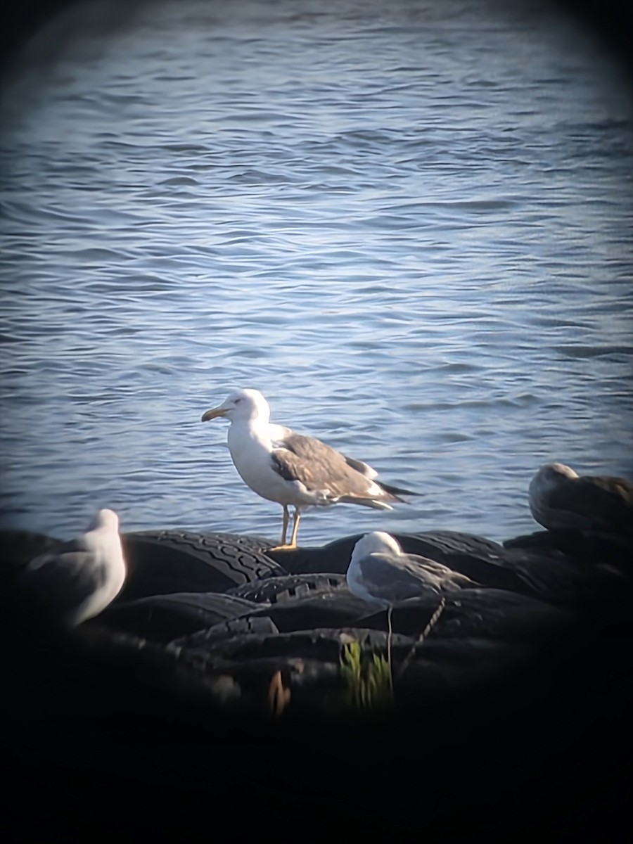 Lesser Black-backed Gull - ML638031302