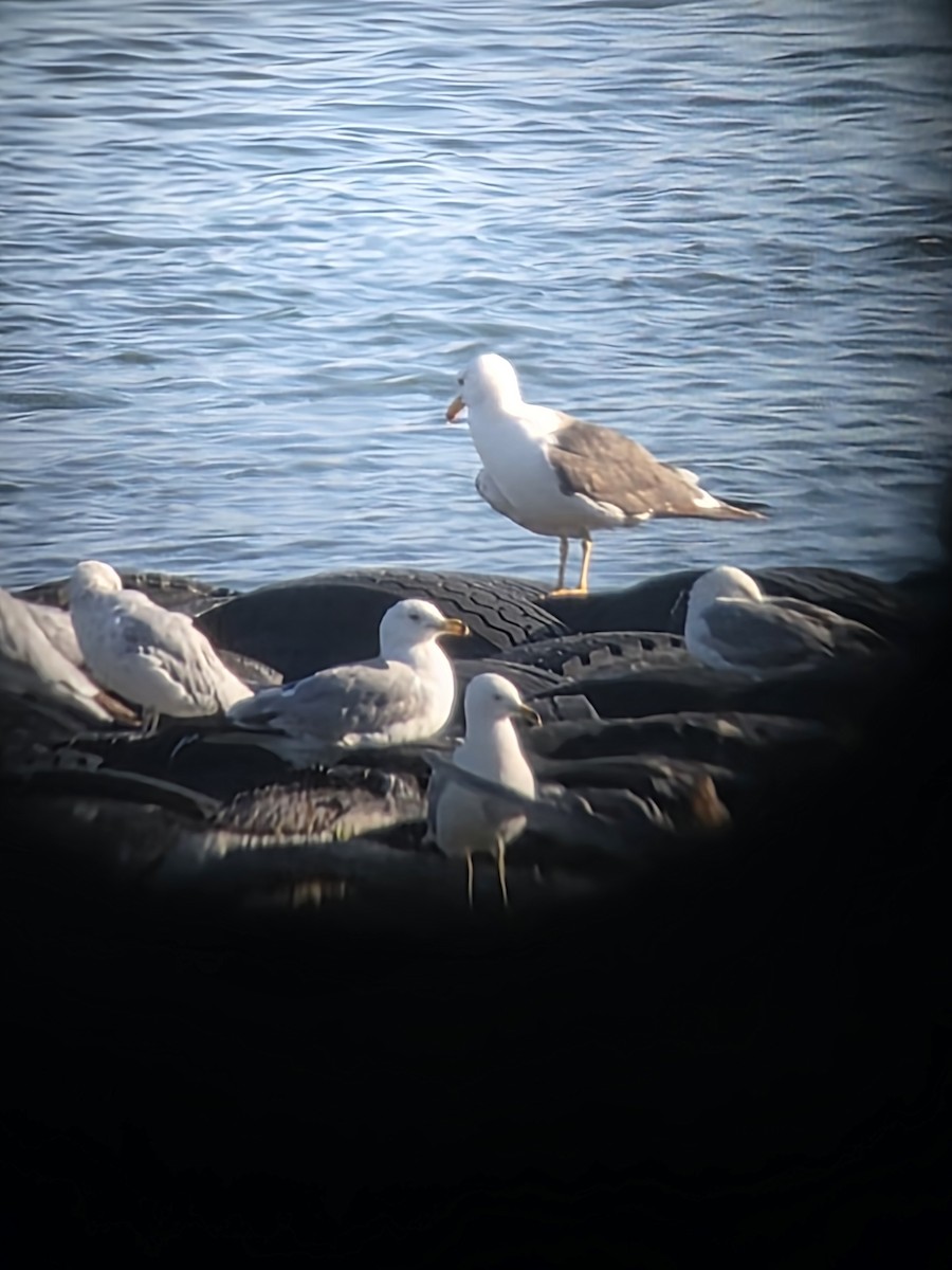 Lesser Black-backed Gull - ML638031303