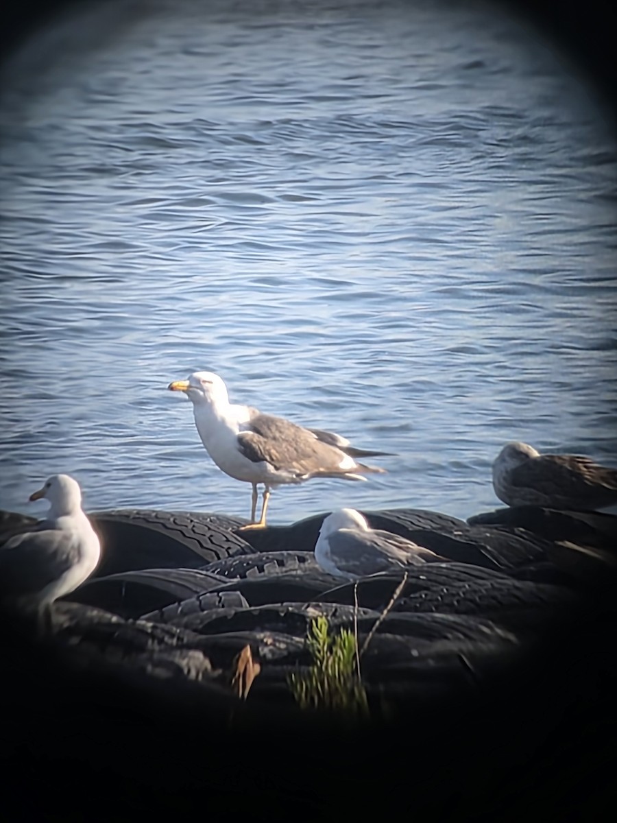 Lesser Black-backed Gull - ML638031304