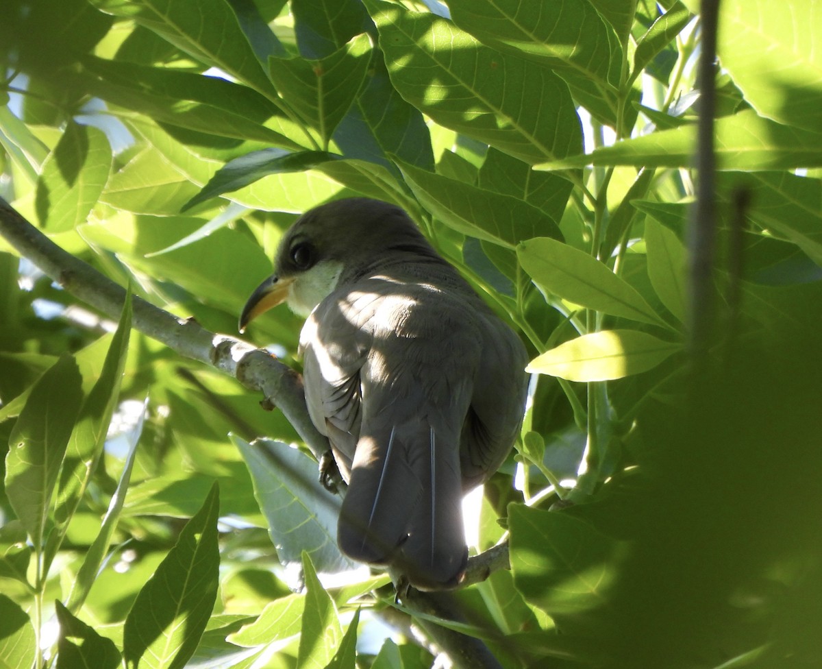 Yellow-billed Cuckoo - ML638031312