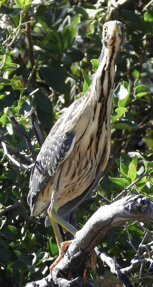 Dwarf Bittern - ML638031315