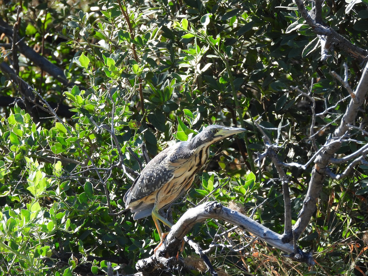 Dwarf Bittern - ML638031317