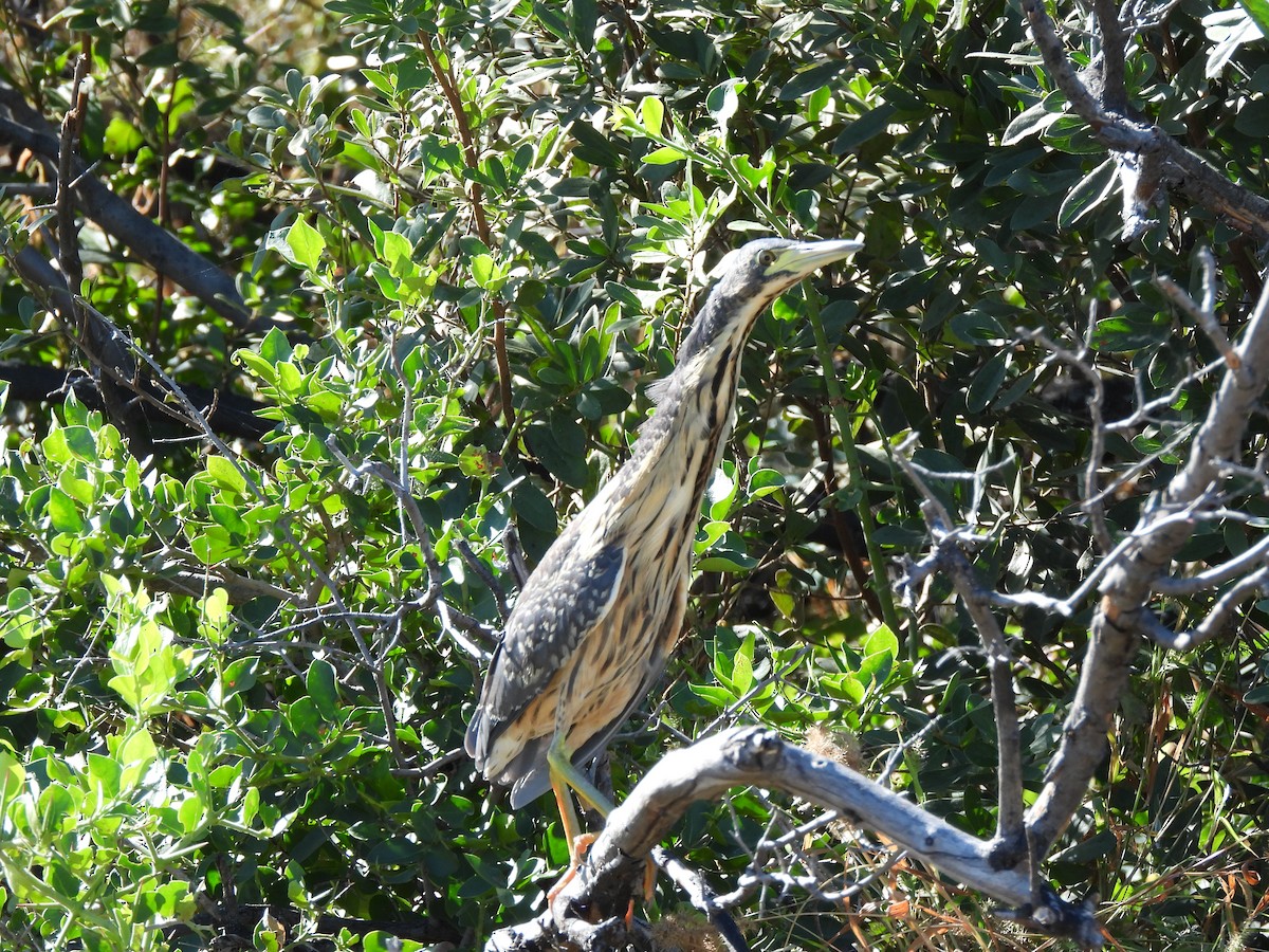 Dwarf Bittern - ML638031318