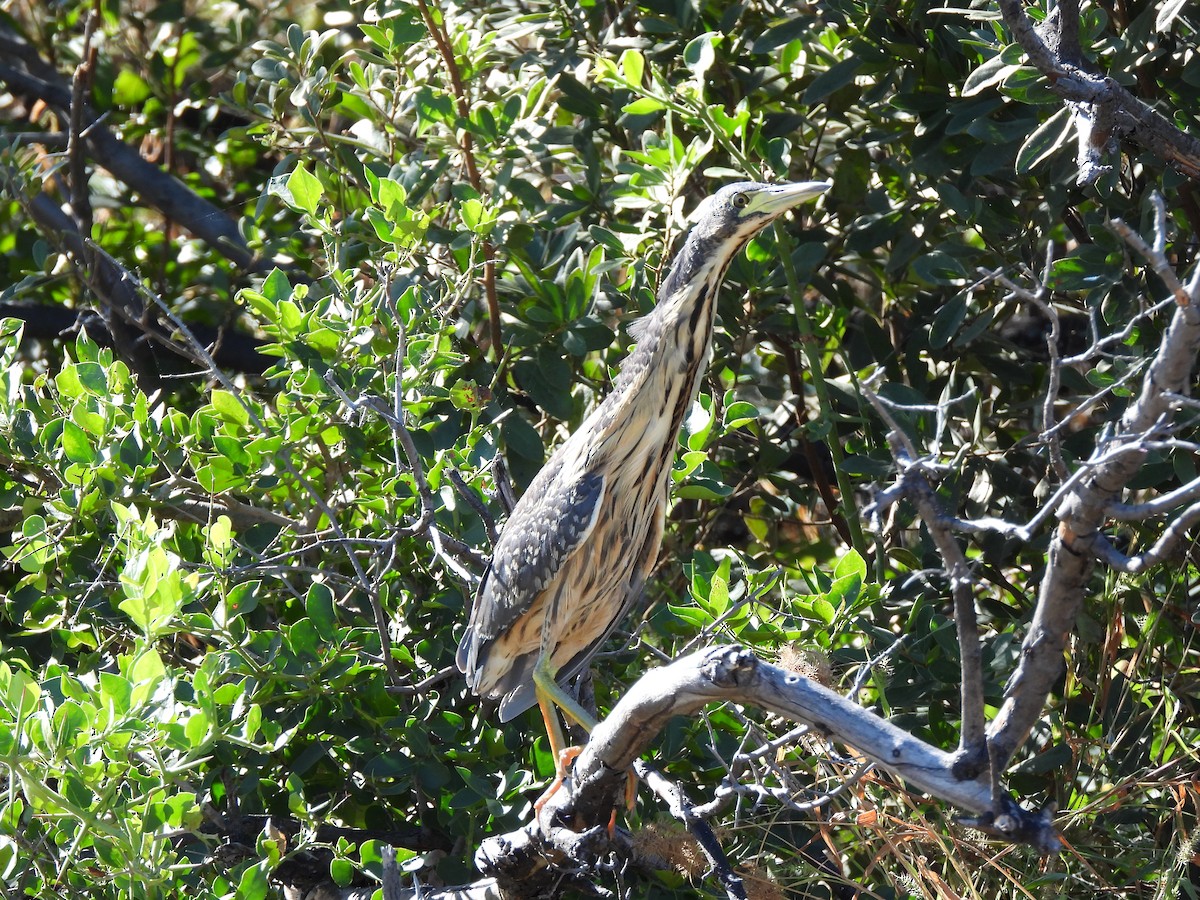 Dwarf Bittern - ML638031319