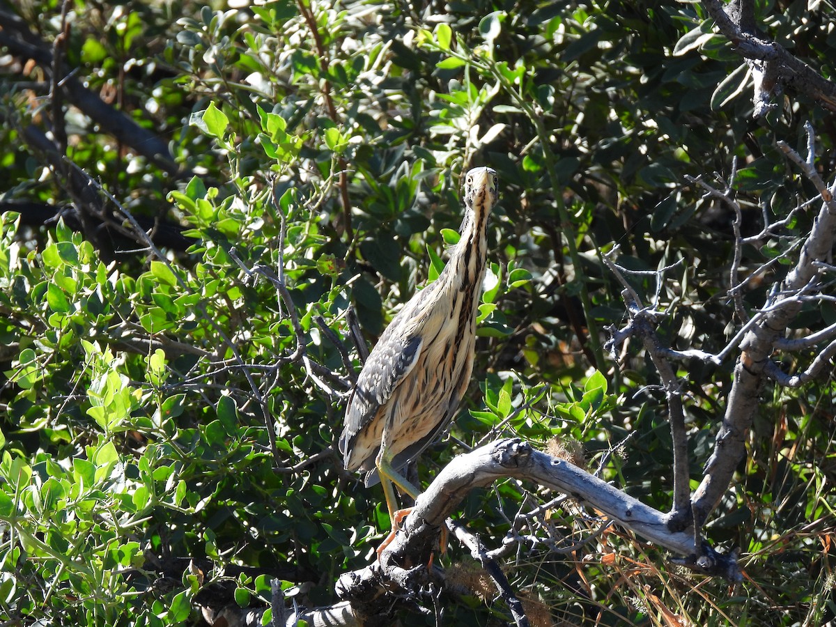 Dwarf Bittern - ML638031320