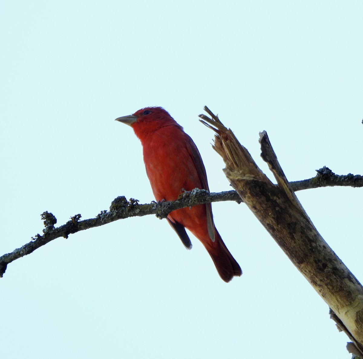 Summer Tanager - ML638031328