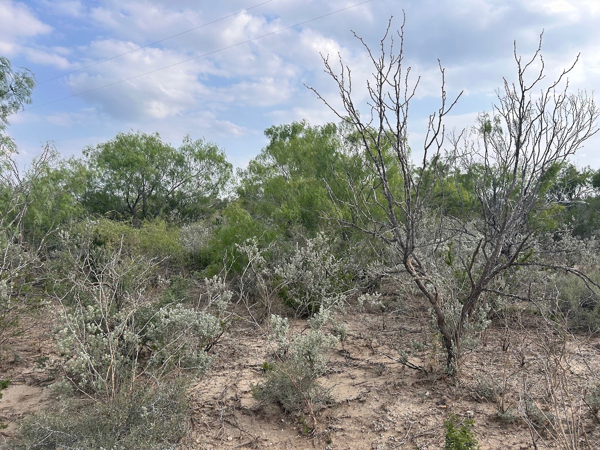 null - ML638031334
