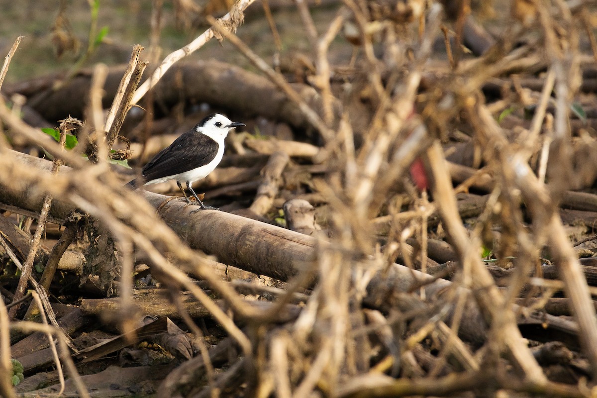 Black-backed Water-Tyrant - ML638031345