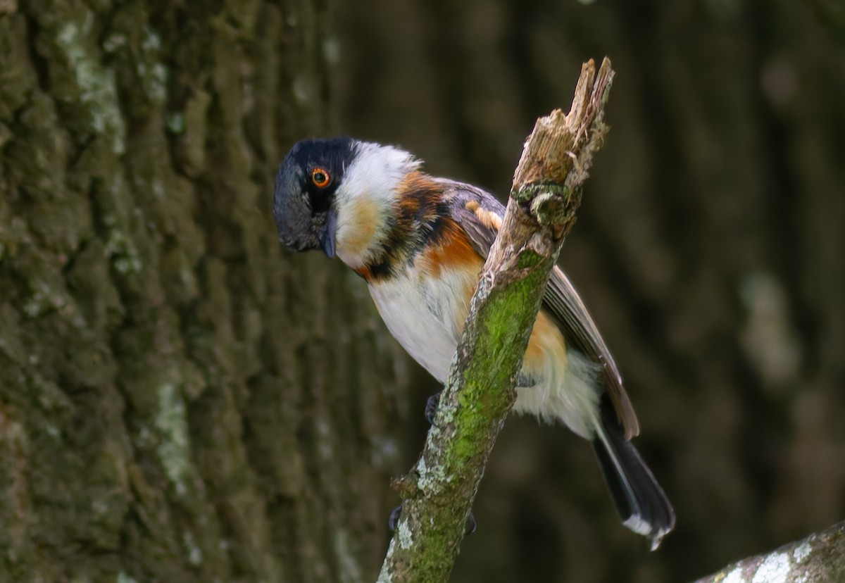 Cape Batis - ML638031367