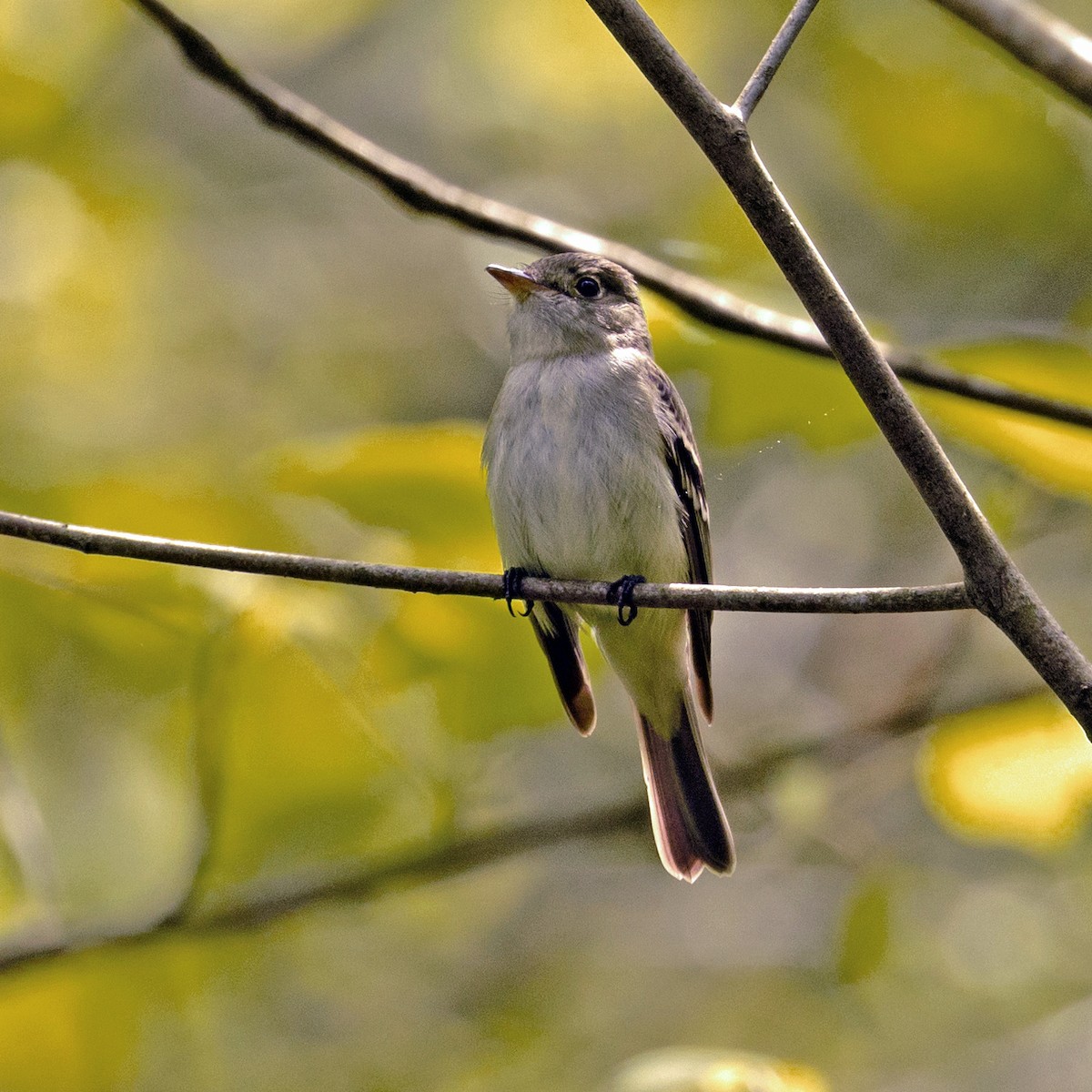 Acadian Flycatcher - ML638031387