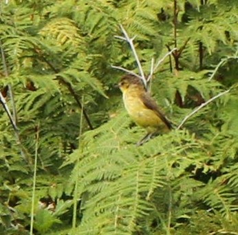 Hypolaïs jaune - ML638031395