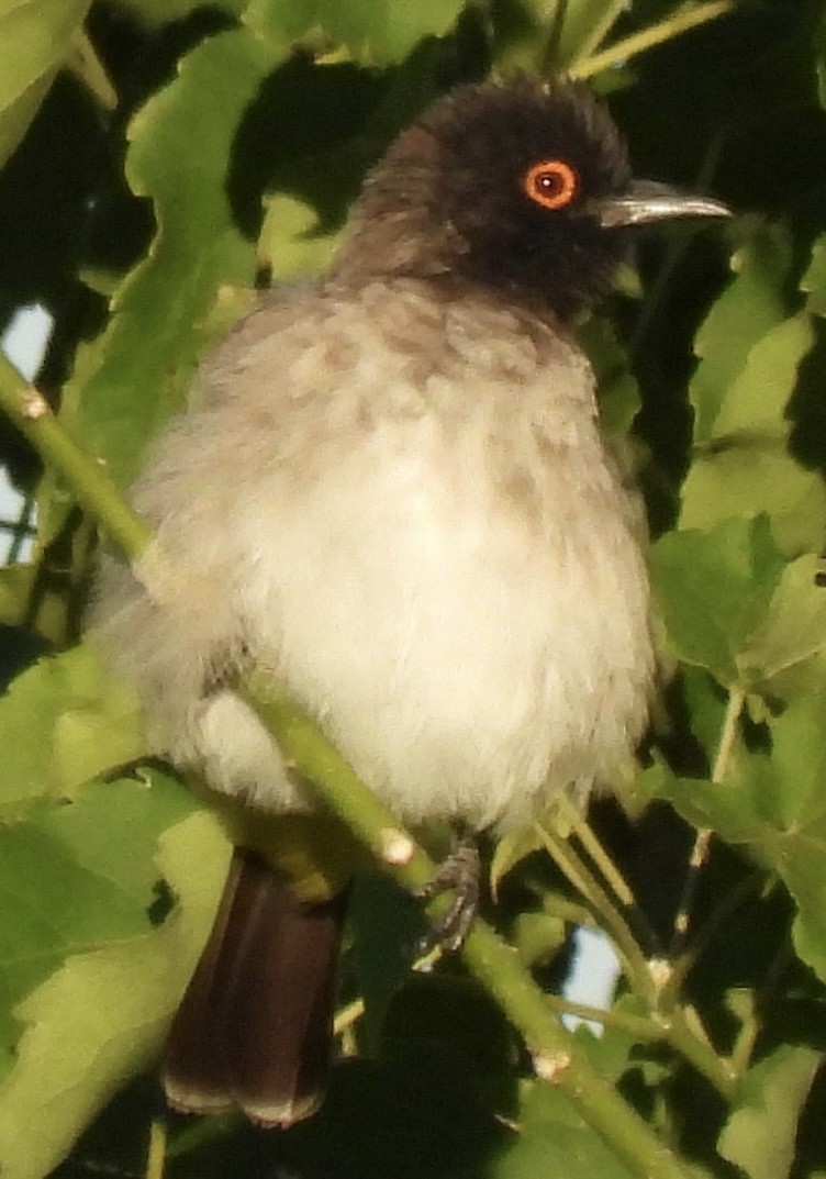 Black-fronted Bulbul - ML638031411