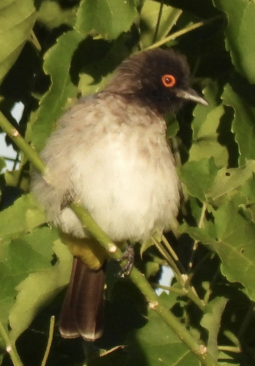 Black-fronted Bulbul - ML638031412