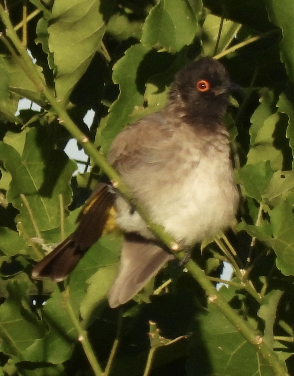 Black-fronted Bulbul - ML638031413