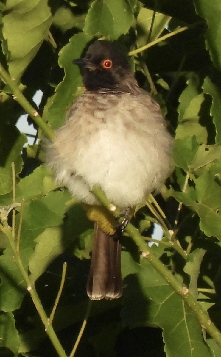 Black-fronted Bulbul - ML638031414