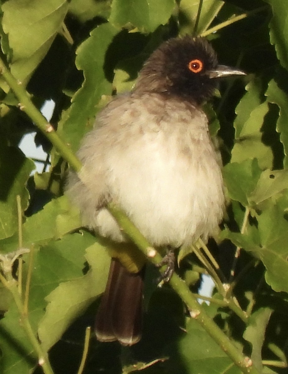 Black-fronted Bulbul - ML638031415