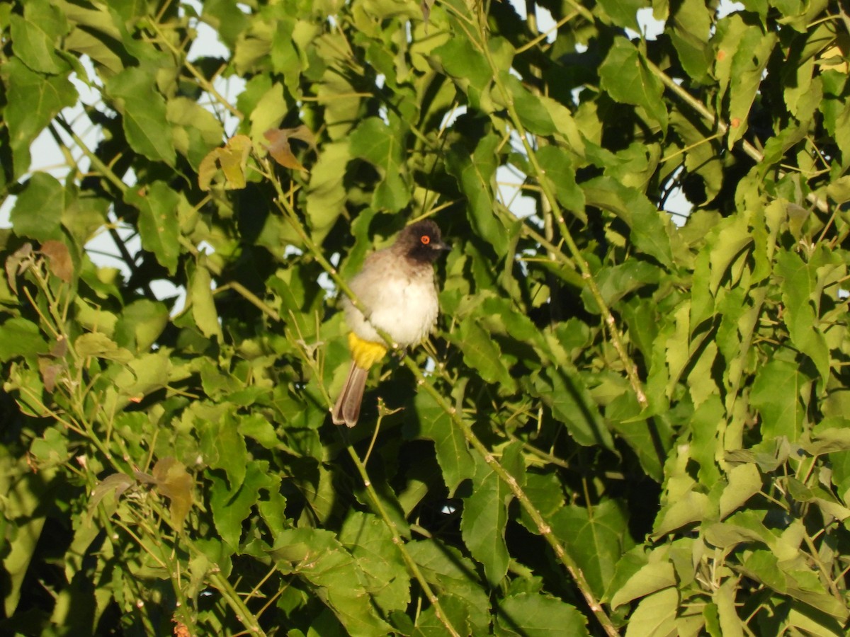 Black-fronted Bulbul - ML638031416
