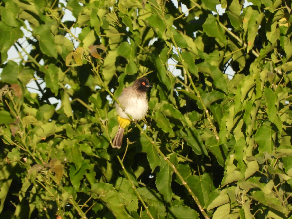 Black-fronted Bulbul - ML638031417