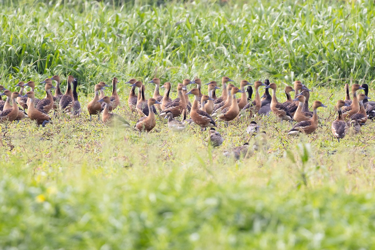 Rosy-billed Pochard - ML638031448