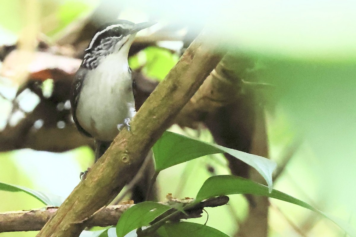 White-breasted Wood-Wren - ML638031449