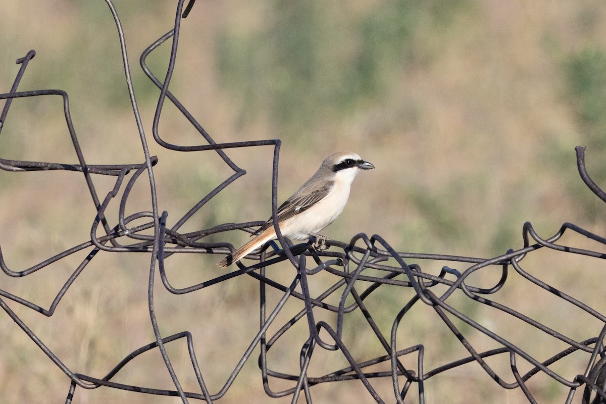 Red-tailed Shrike - ML638031454