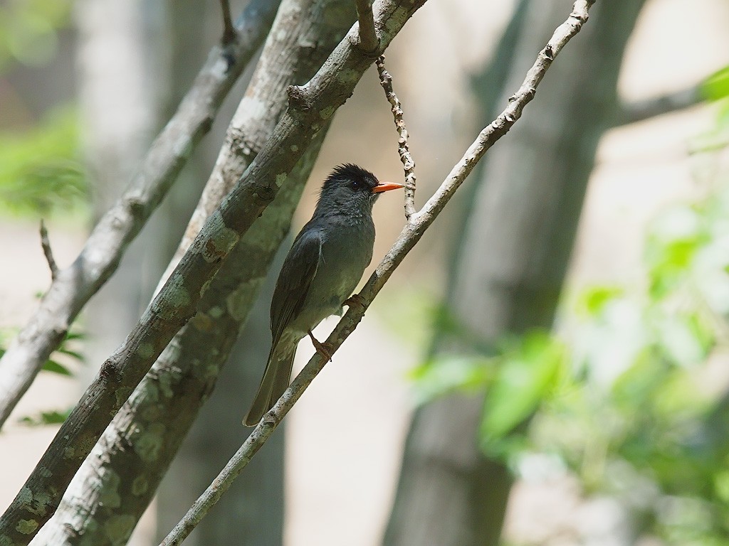 Malagasy Bulbul - ML638031468