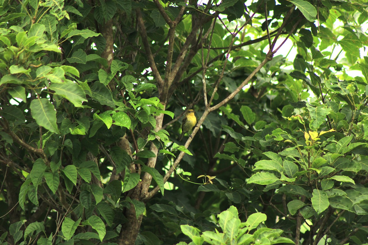 Ochre-lored Flatbill - ML638031474
