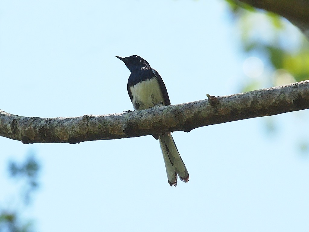 Madagascar Magpie-Robin - ML638031476