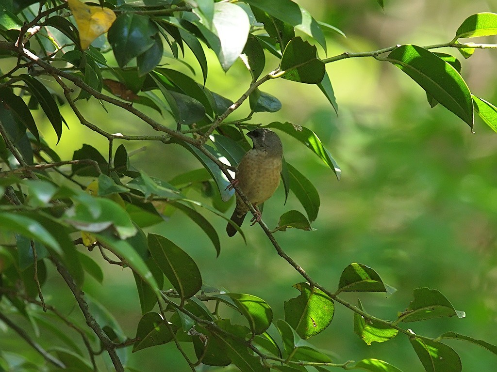 Madagascar Munia - ML638031480