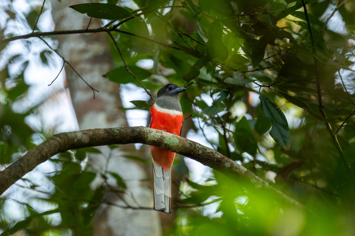 Malabar Trogon - ML638031491