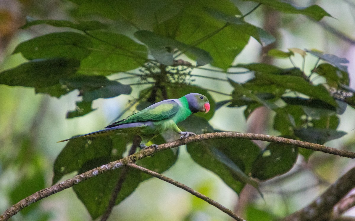 Layard's Parakeet - ML638031495