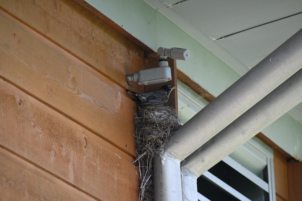 American Robin - ML638031505