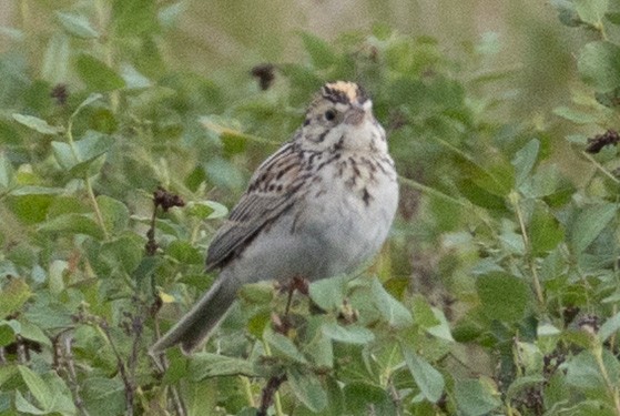 Baird's Sparrow - ML638031515