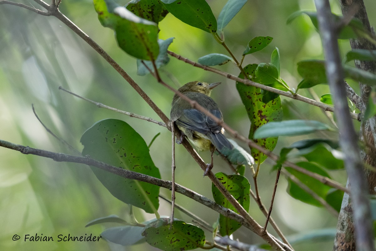 Bicolored Conebill - ML638031530