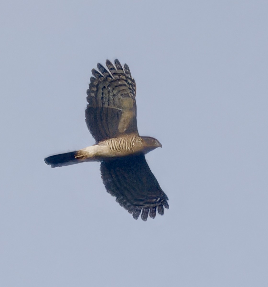 African Goshawk - ML638031534