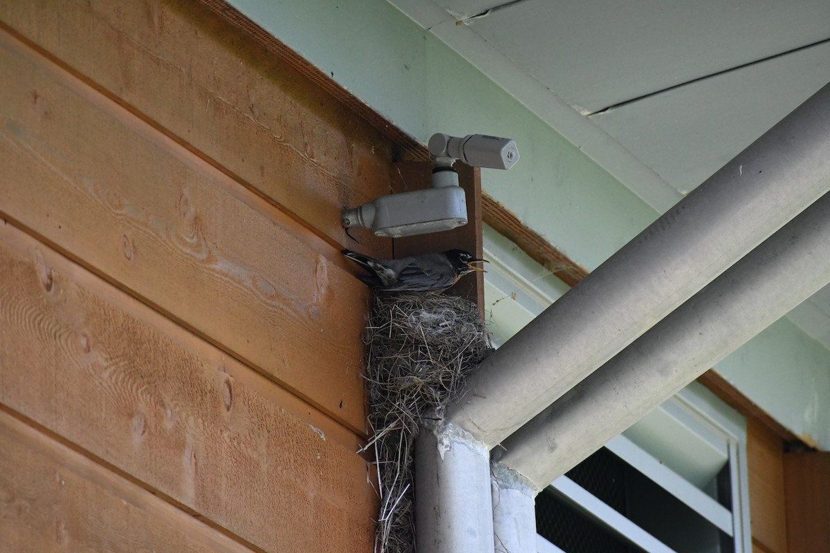 American Robin - ML638031540