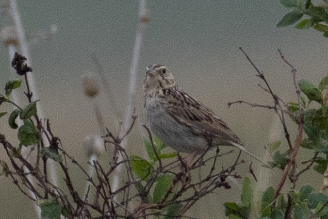 Baird's Sparrow - ML638031594