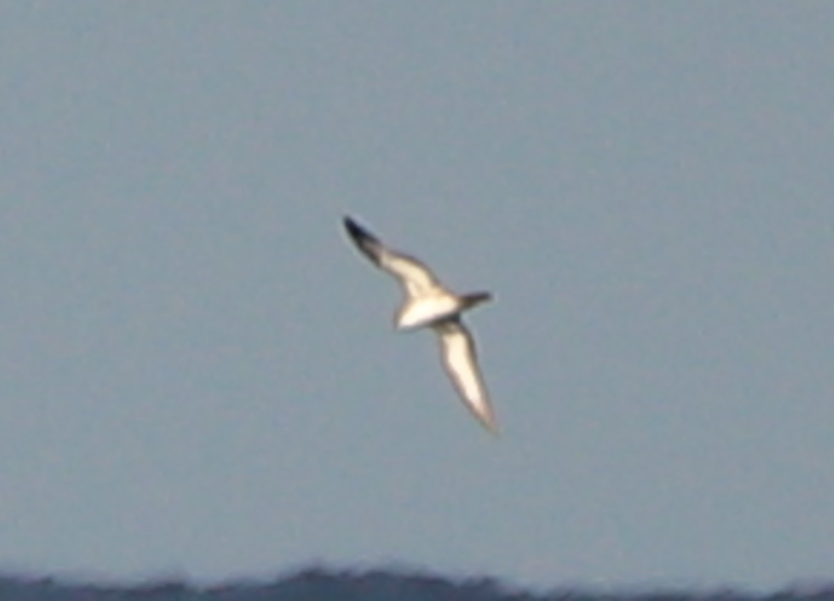 Puffin de Newell - ML638031653