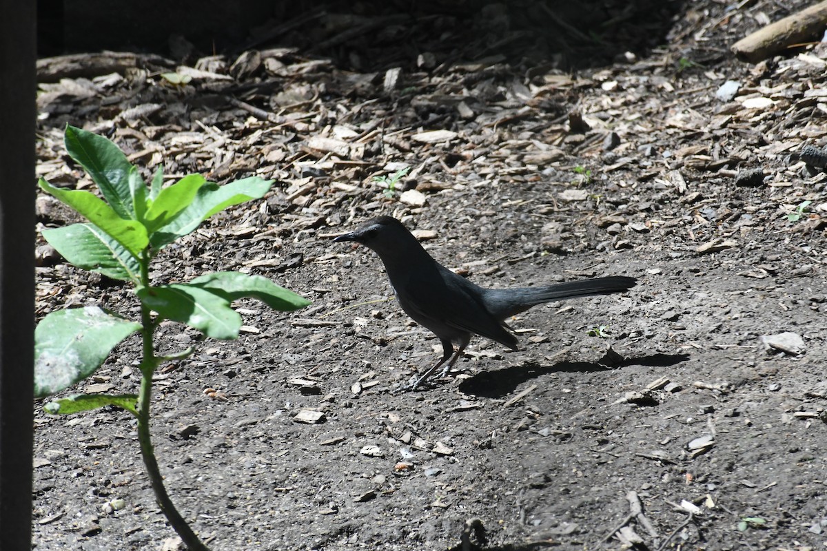 Gray Catbird - ML638031670