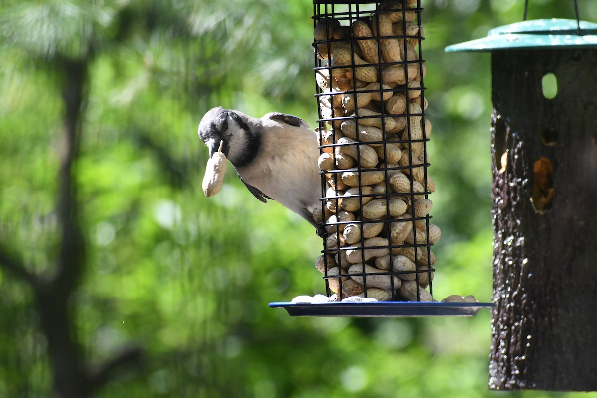 Blue Jay - ML638031706
