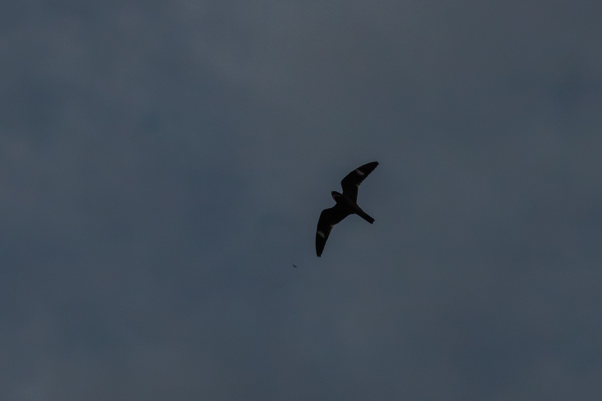 Common Nighthawk - ML638031709