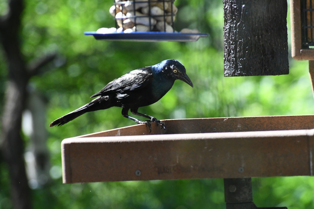 Common Grackle - ML638031736