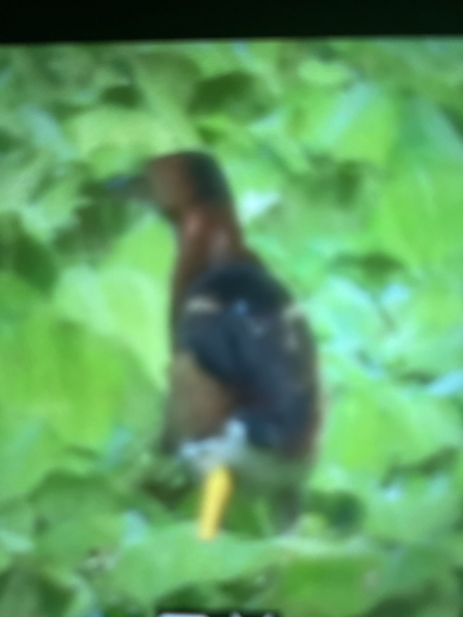Least Bittern - ML638031745