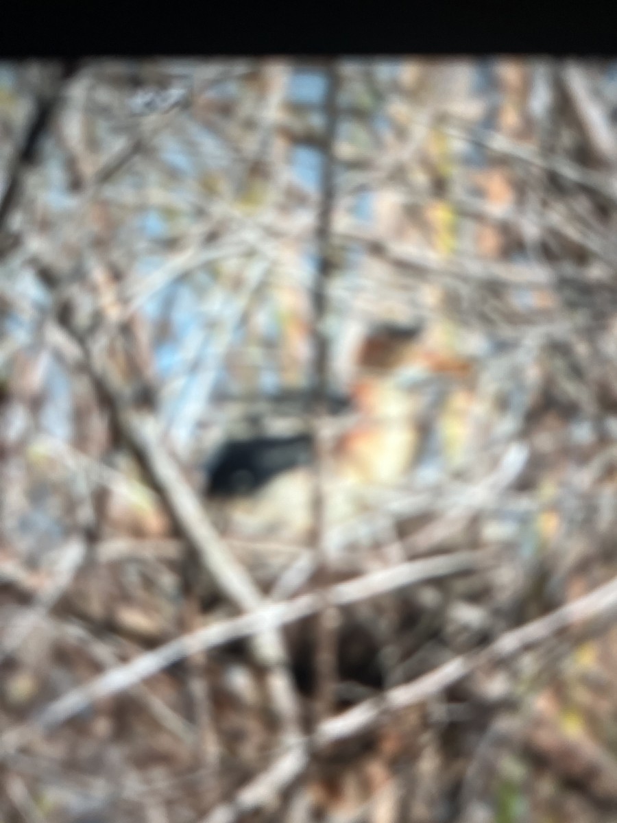 Least Bittern - ML638031746
