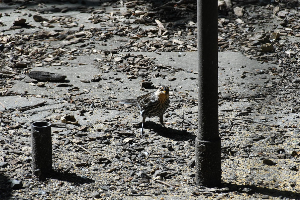 Red-winged Blackbird - ML638031754