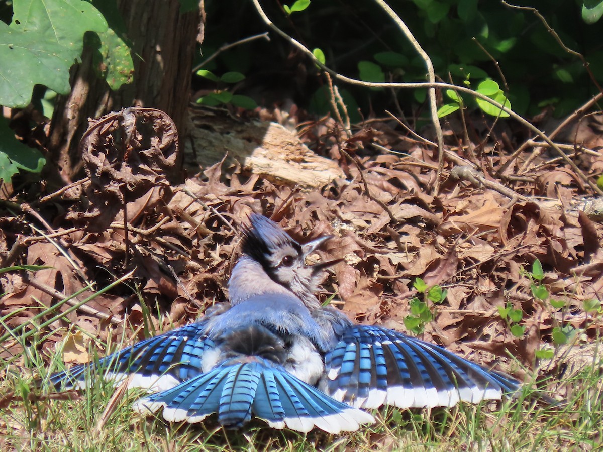 Blue Jay - ML638031760