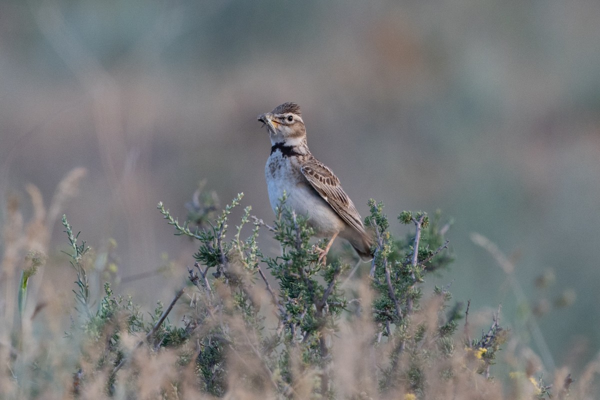 Bimaculated Lark - ML638031762