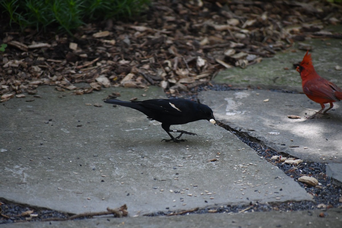 Red-winged Blackbird - ML638031763