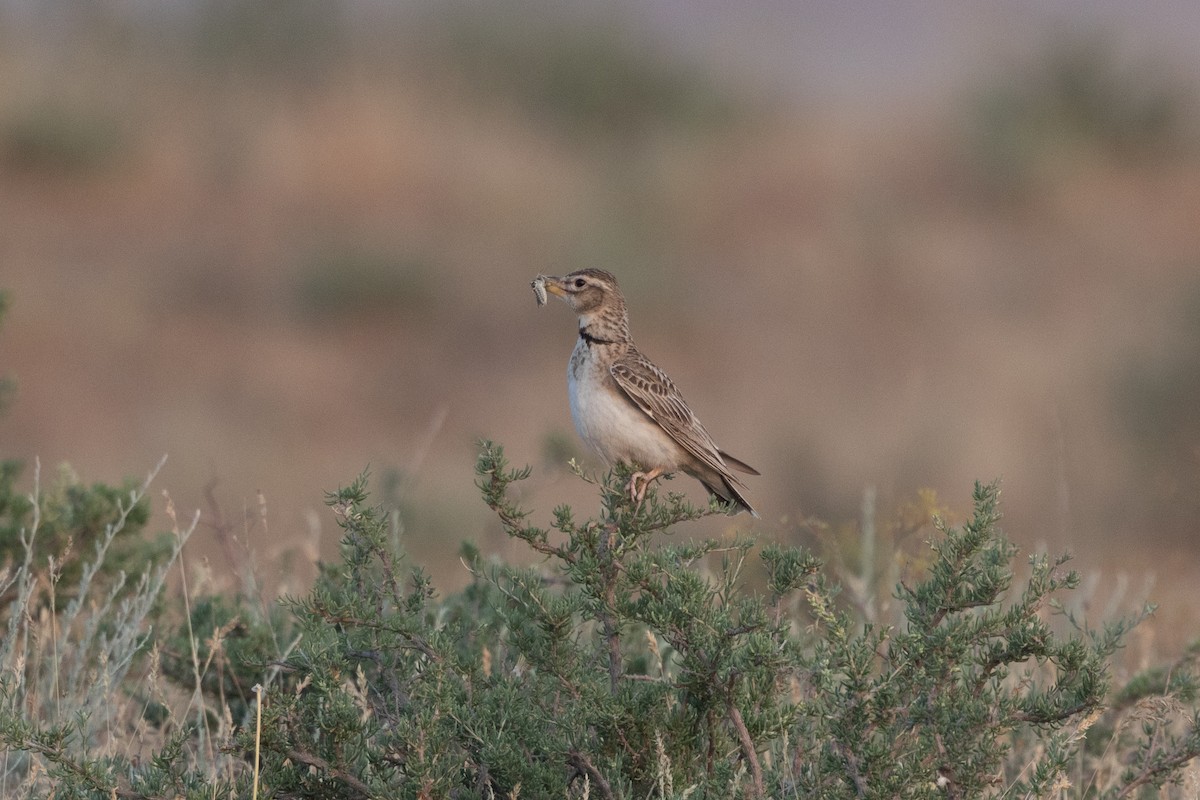 Bimaculated Lark - ML638031766